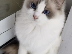 -喵的天空名猫咖啡馆·撸猫·猫舍·用品