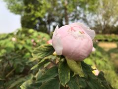 -合肥三国新城遗址公园