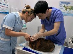 -博特宠物医院24h犬猫全科.骨科·异宠