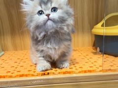 -欣宠猫屋·矮脚拿破仑·蓝金金渐层