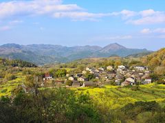 -桑洲油菜花景区