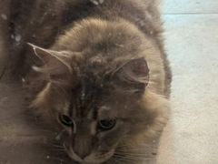 -楼上猫咖(罗湖店)