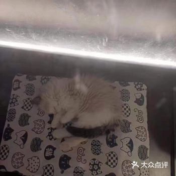 今天逛街，无意中看到这只猫咪，立马喜欢上了