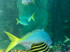 -悉尼海洋生物水族馆