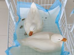 -怪兽屋·羊驼·猫咖·狗咖(俊华广场店)