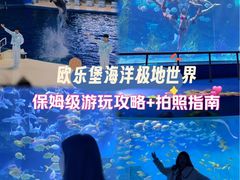 -泉城欧乐堡海洋极地世界