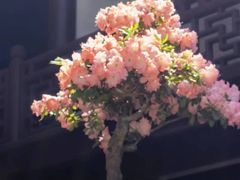 -豫园