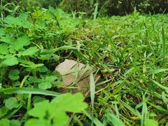 -黑龙江省森林植物园