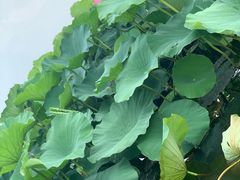 -荷塘月色湿地公园·向阳花洲