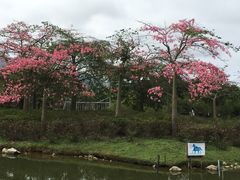 -森波拉火山温泉