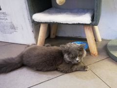 -有猫主题·治愈系猫咖(曾厝垵店)