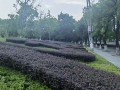 -九科绿洲