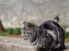 -西园寺