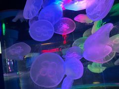 -太平洋海底世界