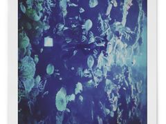 -暹罗海洋世界