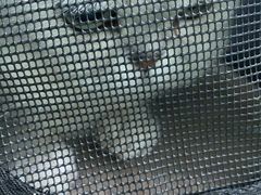 -北京观赏动物医院·24小时大型综合·猫专科·异宠专科