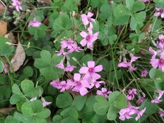 -昆山城市生态森林公园