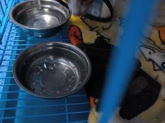 -创凡宠物医院·骨专科  猫科中心(西乡分院)