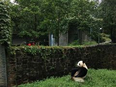 -都江堰中华大熊猫苑