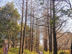 -上海滨江森林公园