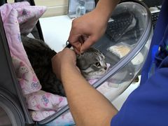 -北京观赏动物医院·24小时大型综合·猫专科·异宠专科