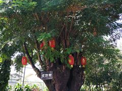 -瑞丽独树成林风景区