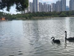 -五缘湾湿地公园