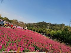-顺峰山公园