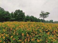 -同里国家湿地公园