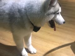 -Husky Go! 哈士奇体验馆·宠物咖啡厅狗咖
