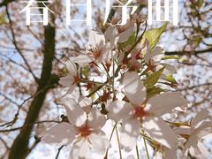 -西北湖绿化广场