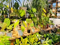 -自由生长植物工作室(深港花卉中心店)