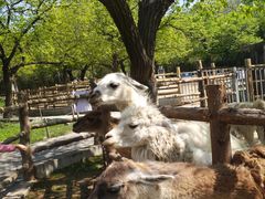 -西安秦岭野生动物园