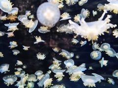 -太平洋海底世界