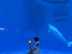 -海合安成都极地海洋公园