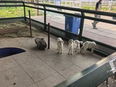 -秦皇岛野生动物园