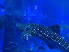 -成都浩海立方海洋公园