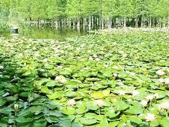 -白鹭湾湿地公园