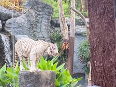 -清迈夜间动物园