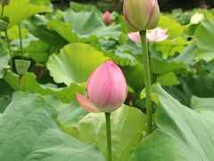 -陈家山荷花公园