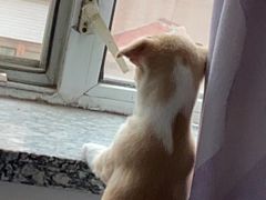 -美联众合宠物医院·爱萌分院·内外科·猫科中心