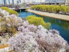 -桃花堤公园