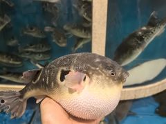 -天正河鲀·河豚亭(大连店)