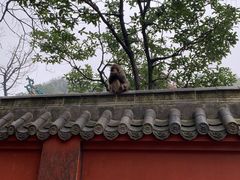 -黔灵山公园
