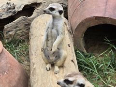 -大连森林动物园