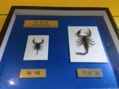 -上海昆虫博物馆