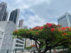 -香港大学