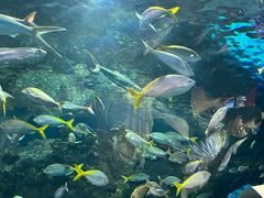 -上海海洋水族馆