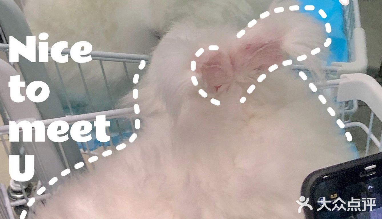 探店 | 周末来撸可爱的兔兔叭🐰
