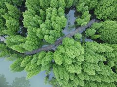 -桤木河湿地公园